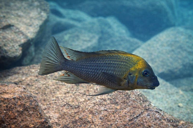 Petrochromis polyodon 'Kambwimba'